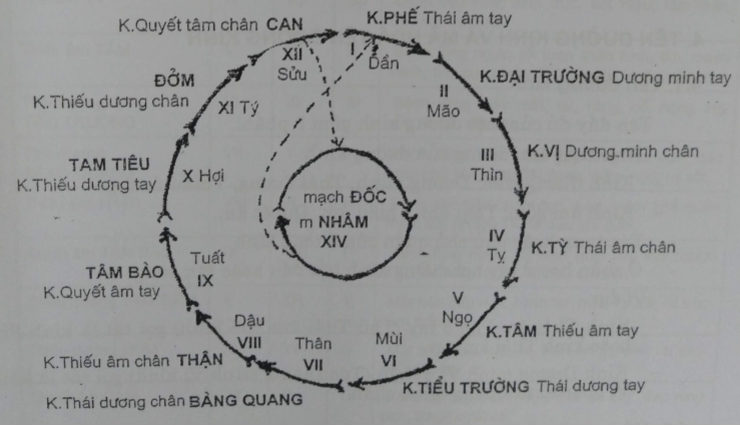 Sơ đồ tuần hoàn kinh khí