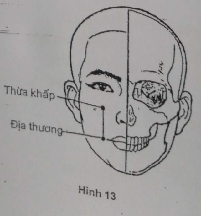 CÁC HUYỆT THƯỜNG DÙNG