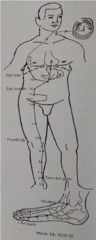 KINH TỲ - THÁI ÂM CHÂN