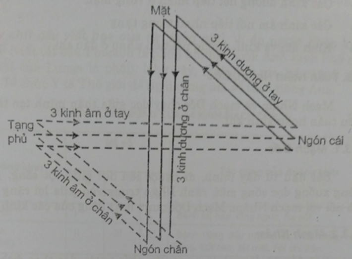 Hướng đi khái quát của 12 đường kinh chính