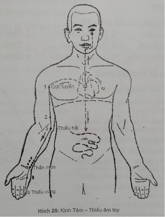KINH TÂM - THIẾU ÂM TAY