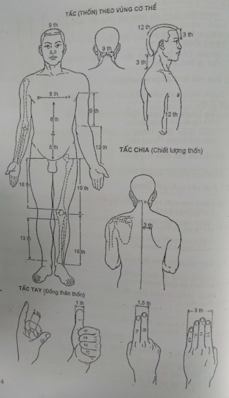 TẤC (THỐN) THEO VÙNG CƠ THỂ