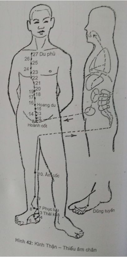 KINH THẬN - THIẾU ÂM CHÂN