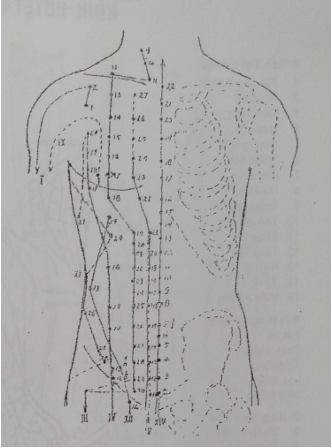 KINH HUYỆT VÙNG BỤNG, NGỰC