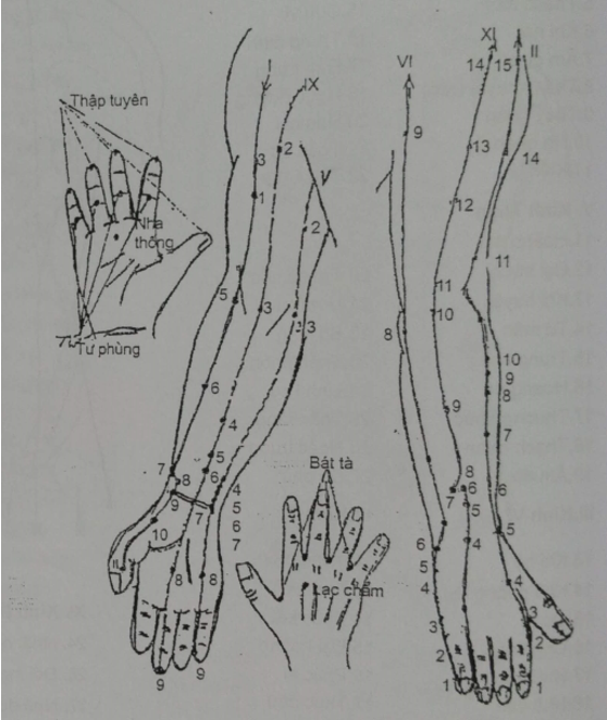 KINH HUYỆT CHI TRÊN