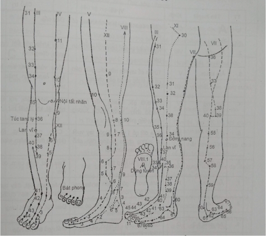 KINH HUYỆT CHI DƯỚI