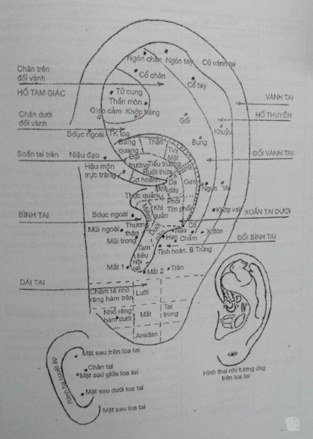 HUYỆT, VỊ TRÊN LOA TAI