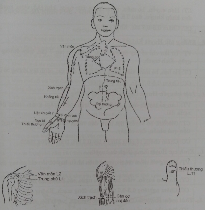 Giới thiệu 7 huyệt thường dùng