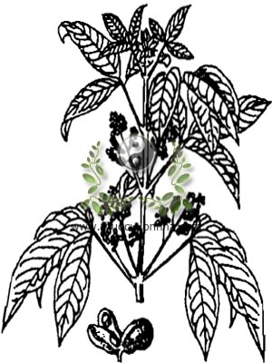 ba chạc, 三桠苦, dầu dấu, bí bái, mạt, kom la van tio tăng, swai anor, Evodia lepta Spreng Merr., Evodia triphylla Guill non DC., họ Cam quít, Rutaceae