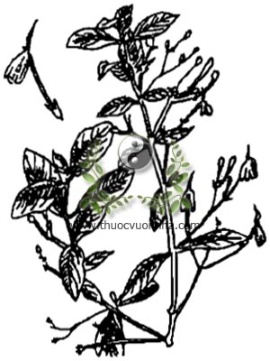 bạch hạc, 白鶴靈芝, 白鹤灵芝, cây lác, thuốc lá nhỏ lá, cây kiên cỏ, nam uy linh tiên, Rhinacanthus nasuta L. Kurz, Justicia nasuta L., Rhinacanthus communis Nees, Dianthera paniculata Lour., họ Ô rô, Acanthaceae