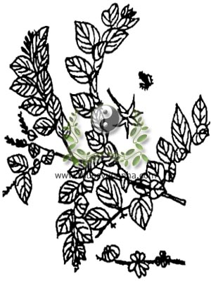 bòn bọt, 毛果算盤子, 毛果算盘子, toán bàn tử, chè bọt, Glochidion eriocarpum Chaimp, họ Thầu dầu, Euphorbiaceae