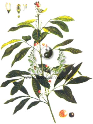 bưởi bung, 山小橘, cây cơm rượu, cát bối, co dọng dạnh, Glycosmis pentaphylla Corr., Glycosmis cochinchinensis Lour. Pierre, họ Cam quít, Rutaceae