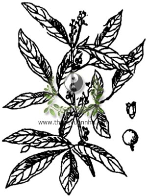 bưởi bung, 山小橘, cây cơm rượu, cát bối, co dọng dạnh, Glycosmis pentaphylla Corr., Glycosmis cochinchinensis Lour. Pierre, họ Cam quít, Rutaceae