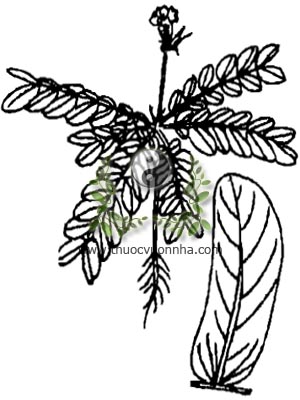 cây chua me lá me, 感應草, 感应草, lá chua me, Biophytum sensitivum Lour. DC., Oxalis sensitiva Lour., Biophytum candolleanum Wight, họ Chua me đất, Oxalidaceae