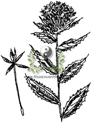 cây hồng hoa, hồng hoa, cây rum, Carthamus tinctorius L., họ Cúc Asteraceae, Compositae, 紅花, 红花