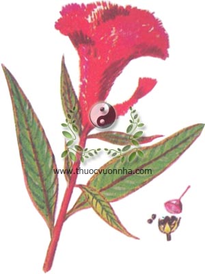cây mào gà đỏ, 雞冠花, 鸡冠花, bông mồng gà đỏ, kê quan hoa, kê đầu, kê quan, Celosia cristata L., Celosia argentea var. cristata L. O. Kuntze, họ Dền, Amaranthaceae