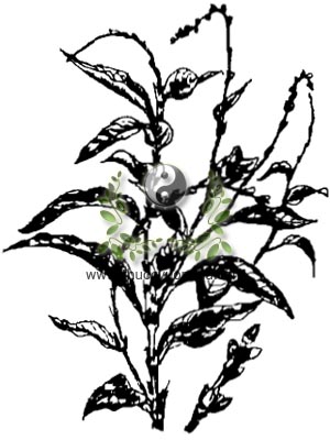 cây nghể, 水蓼, thủy liễu, rau nghể, Polygonum hydropiper L. Persicaria hydropiper L. Spoch, họ Rau răm, Polydonaceae