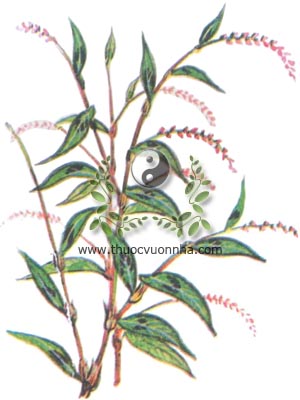 cây nghể, 水蓼, thủy liễu, rau nghể, Polygonum hydropiper L. Persicaria hydropiper L. Spoch, họ Rau răm, Polydonaceae