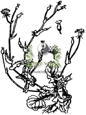 cây rau má lá rau muống, 一點紅, 一点红, hồng bối diệp, dương đề thảo, nhất điểm hồng, cây rau má lá rau muống cuống rau răm, tiết gà, tam tróc, rau chua lè, hoa mặt trời, lá mặt trời, Emilia sonchifolia L DC., Cacalia sonchifolia L, Gunura caluculata DC., họ Cúc asteraceae, Compositae