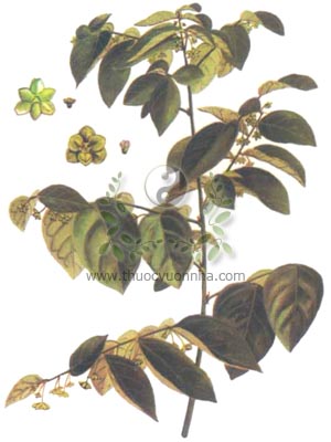 cây rau ngót, rau ngót, bồ ngót, bù ngót, hắc diện thần, Sauropus androgynus L Merr., họ Thầu dầu, Euphorbiaceae, 天綠香