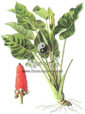 cây ráy, 海芋, cây ráy dại, dã vu, Alocasia odora Roxb C. Koch., Colocasia macrorhiza Schott, họ Ráy, Araceae