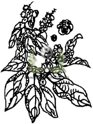 cây rùm nao, 粗糠柴, thô khang sài, kamala, camala, mọt, Mallotus philippinensis Lam. Muell. Arg., họ Thầu dầu, Euphorbiaceae