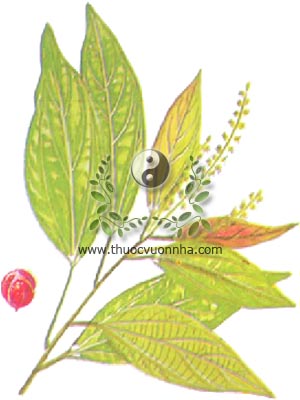 cây rùm nao, 粗糠柴, thô khang sài, kamala, camala, mọt, Mallotus philippinensis Lam. Muell. Arg., họ Thầu dầu, Euphorbiaceae