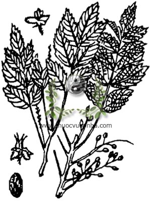 cây sầu đâu rừng, 鴉膽子, cây sầu đâu cứt chuột, hạt khổ sâm, khổ luyện tử, nha đảm tử, chù mền, san đực, cứt cò, bạt bỉnh, Brucea javanica L. Merr., Brucea sumatrana Roxb., họ Thanh thất, Simarubaceae