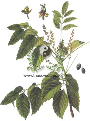 cây sầu đâu rừng, 鴉膽子, cây sầu đâu cứt chuột, hạt khổ sâm, khổ luyện tử, nha đảm tử, chù mền, san đực, cứt cò, bạt bỉnh, Brucea javanica L. Merr., Brucea sumatrana Roxb., họ Thanh thất, Simarubaceae