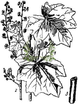 cây thông thảo, thông thảo, 通草, cây thông thoát, Tetrapanax papyrifera Hook Koch Aralia papyrifera Hook., họ Ngũ gia bì, Araliaceae