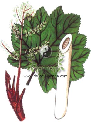 cây thông thảo, thông thảo, 通草, cây thông thoát, Tetrapanax papyrifera Hook Koch Aralia papyrifera Hook., họ Ngũ gia bì, Araliaceae