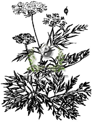 cây xà sàng, 蛇床子, cây giần sàng, Cnidium monnier L. Cuss. Selinum monnieri L., họ Hoa tán, Umbelliferae