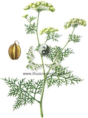 cây xà sàng, 蛇床子, cây giần sàng, Cnidium monnier L. Cuss. Selinum monnieri L., họ Hoa tán, Umbelliferae