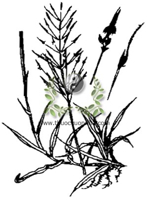 cỏ may, 竹節草, 竹节草, bông cỏ, thảo tử hoa, trúc tiết thảo, Chysopogon aciculatus Retz. Trin., Andropogon aciculatus Retz. Rhaphis trivialis Lour., họ Lúa Poaceae, Gramineae