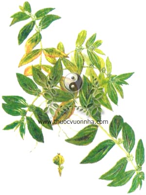 cỏ sữa lớn lá, Euphorbia hirta L., Euphorbia pilulifera L.