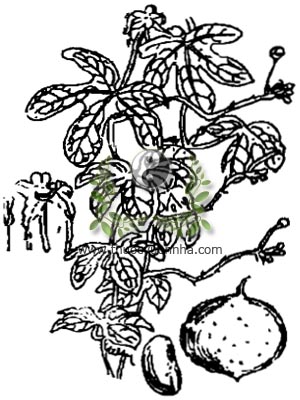 đài hái, 油瓜 du qua, dây mỡ lợn, dây hái, then hái, mướp rừng, dây sén, mak khing, Kigarasu uri, Hodgsonia macrocarpa Blume Cogn., Trichosanthes macrocarpa  Blume, họ Bầu bí, Cucurbitaceae