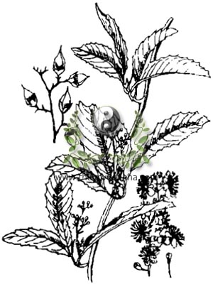 dây chặc chìu, 毛果錫葉藤, 毛果锡叶藤, dây chiều, u trặc chìu, tích diệp đằng, Tetracera scandens L. Merr., Tetracera sarmentosa Vakl., họ Sổ, Dilleniaceae