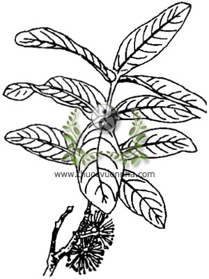 đơn tướng quân, 台灣蒲桃, 台湾蒲桃, Syzygium formosum var, ternifolium Roxb Merr. et Perry, Eugenia ternifolia Roxb., Eugenia formosa var. ternifolia Roxb Duth, họ Sim, Myrtaceae