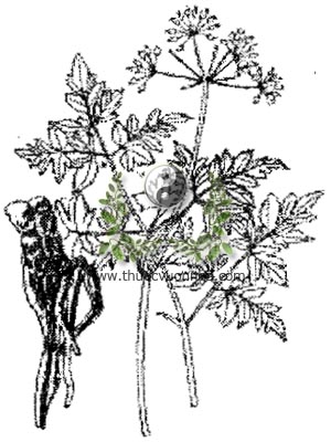 đương quy, 當歸, 当归, tần quy, vân quy, Angelica sinensis Oliv. Diels, Angelica polymorpha Maxim. var. sinensis Oliv, họ Hoa tán, apraceae, Umbelliferae