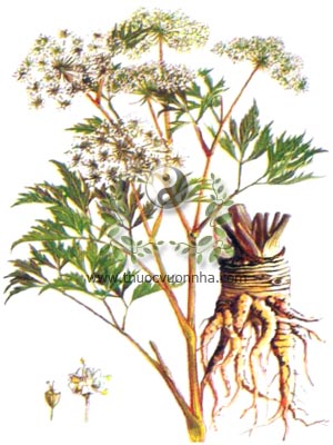 đương quy, 當歸, 当归, tần quy, vân quy, Angelica sinensis Oliv. Diels, Angelica polymorpha Maxim. var. sinensis Oliv, họ Hoa tán, apraceae, Umbelliferae