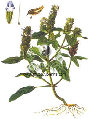 hạ khô thảo, 夏枯草, Brunella Prunella vulgaris L., họ Hoa môi, Lamiaceae