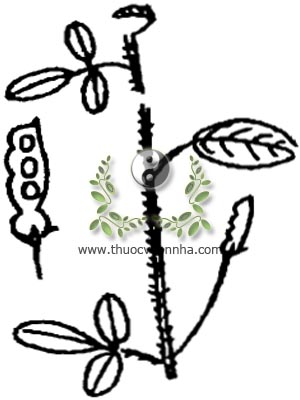 hàn the, 異葉山綠豆, 异叶山绿豆, Desmodium heterophyllum Willd. DC., họ Cánh bướm Fabaceae, Papilionaceae