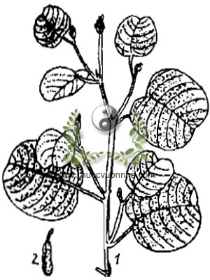 kim tiền thảo, 金錢草, 金钱草, mắt trâu, đồng tiền lông, vảy rồng, mắt rồng, Desmodium styracifolium Osb. Merr., họ Cánh bướm, Fabaceae, Papilionaceae