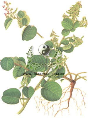 kim tiền thảo, 金錢草, 金钱草, mắt trâu, đồng tiền lông, vảy rồng, mắt rồng, Desmodium styracifolium Osb. Merr., họ Cánh bướm, Fabaceae, Papilionaceae