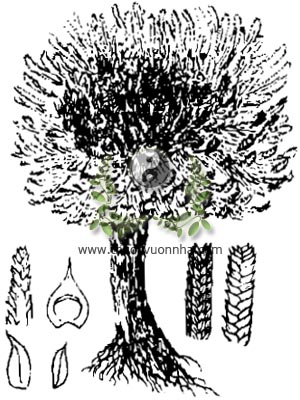 móng lưng rồng, 九死還魂草, 九死还魂草, chân vịt, quyển bá, vạn niên tùng, kiến thủy hoàn dương, hồi sinh thảo, trường sinh thảo, cải tử hoàn hồn thảo, hoàn dương thảo, nhả mung ngựa, thạch bá chi, Selaginella tamariscina Beauv. Spring, họ Quyển bá, Selaginellaceae