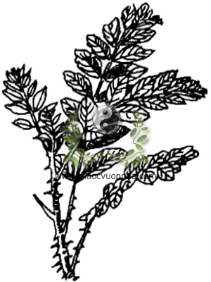 muồng truổng, 簕欓花椒, màn tàn, sen lai, tần tiêu, buồn chuồn, mú tương, cam, Zanthoxylum avicennae Lamk. DC, Fagara avicennae Lamk., Zanthoxylum herculis Lour., họ Cam quít, Rutaceae