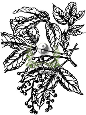 nhội, 秋楓木, 秋枫木, thu phong, ô dương, trọng dương mộc, Bischofia trifoliata Roxb. Hook.f., Bischofia javanica Blume, Andrachne trifoliata Roxb, họ Thầu dầu, Euphorbiaceae