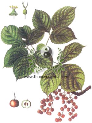 nhội, 秋楓木, 秋枫木, thu phong, ô dương, trọng dương mộc, Bischofia trifoliata Roxb. Hook.f., Bischofia javanica Blume, Andrachne trifoliata Roxb, họ Thầu dầu, Euphorbiaceae