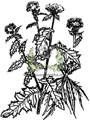 ô rô, 大薊, 大蓟, đại kế, thích kế, thiết thích ngãi, dã thích thái, thích khải tử, hổ kế, mã kế, dã hồng hoa, sơn ngưu bàng, hê hạng thảo, Cncus japonicus. DC. Maxim, Cirsium japonicum DC., họ Cúc, Compositae