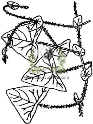 rau má ngọ, 杠板歸, 杠板归, rau sông chua dây, thồm lồm gai, giang bản quy, Polygonum perfoliatum L., họ Rau ram, Polygonaceae